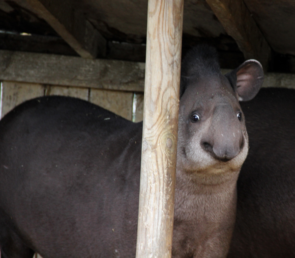 tapirdad.jpg
