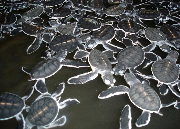 turtles2.jpg