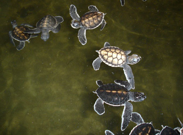 turtles4.jpg