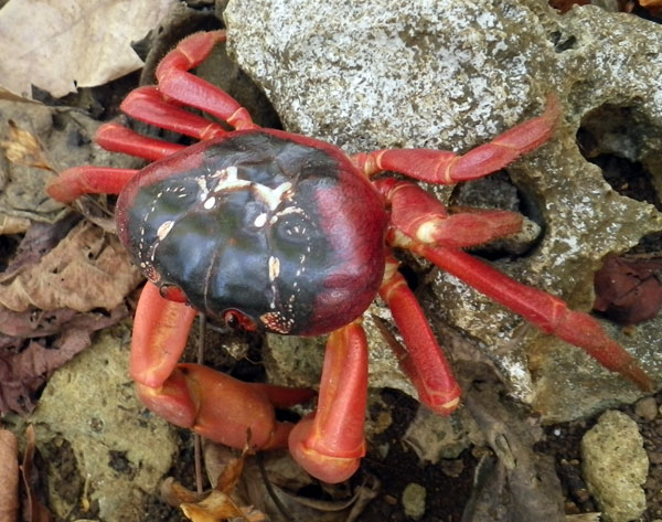 Crabs of Christmas Island (NOTCOT)