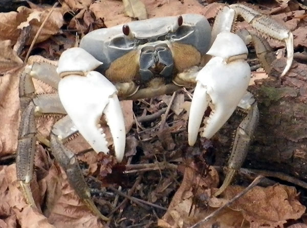 crabs15.jpg