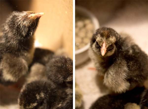 chicks-fluffed-1.jpg