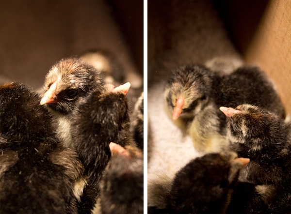 chicks-fluffed-2.jpg