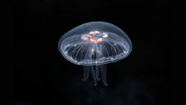 jelly-dev-medusa.jpg