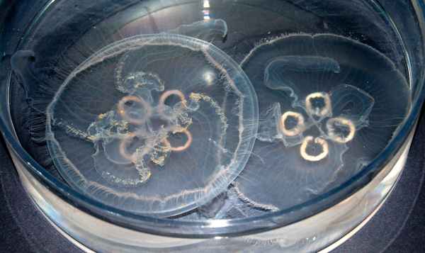 jellyfish-dev-1.jpg
