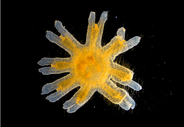 jellyfish-dev-10b.jpg