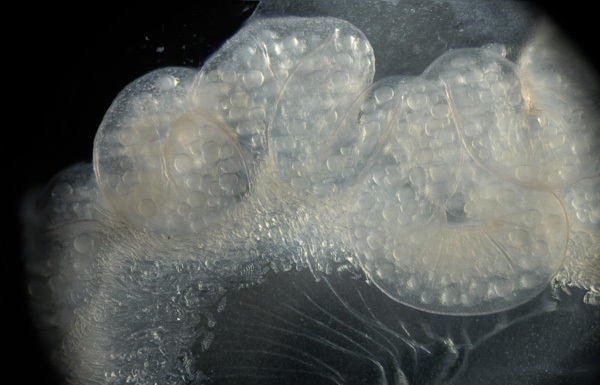 jellyfish-dev-11.jpg