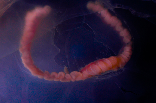 jellyfish-dev-2.jpg