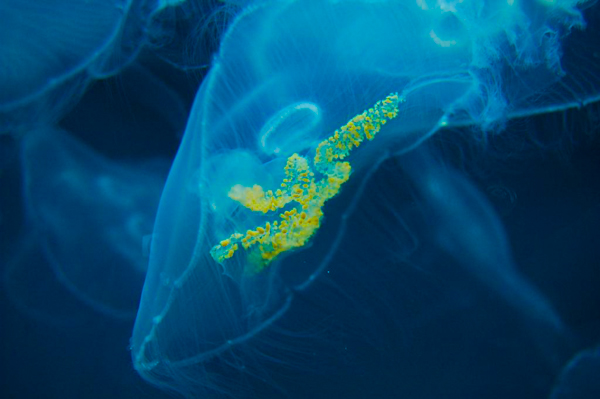 jellyfish-dev-3.jpg