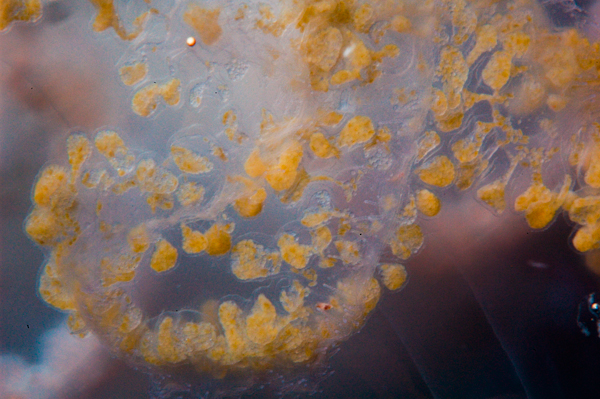 jellyfish larvae #10
