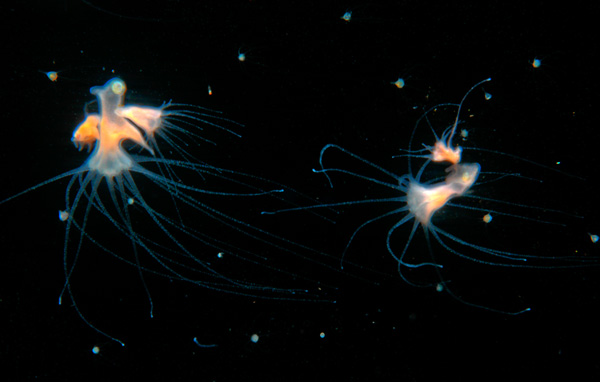 jellyfish-dev-6b.jpg