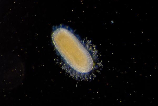 jellyfish larvae