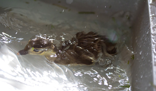 duckling-swim-20-2731.jpg