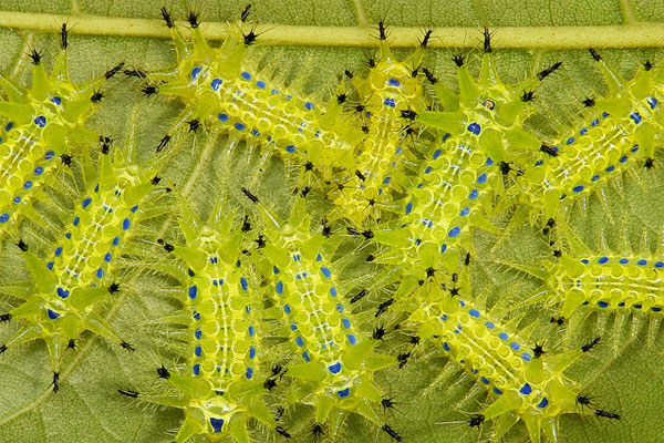 sinobug-stingingnettlecaterpillars1.jpg