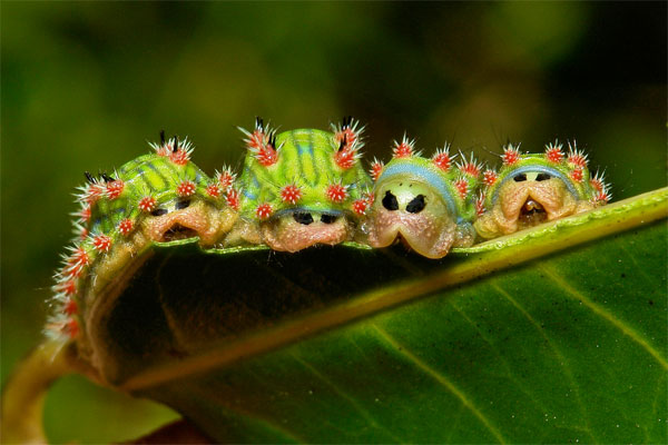 sinobug-stingingnettlecaterpillars2.jpg
