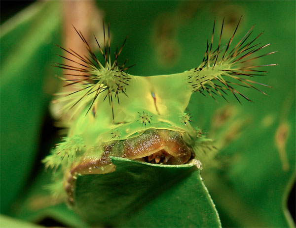 sinobug-stingingnettlecaterpillars3.jpg
