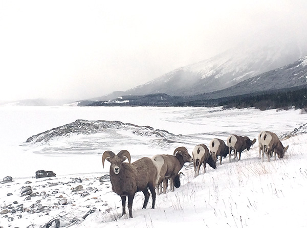 sheep5.jpg