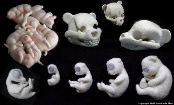 Teddy-Fetal-Development.jpg