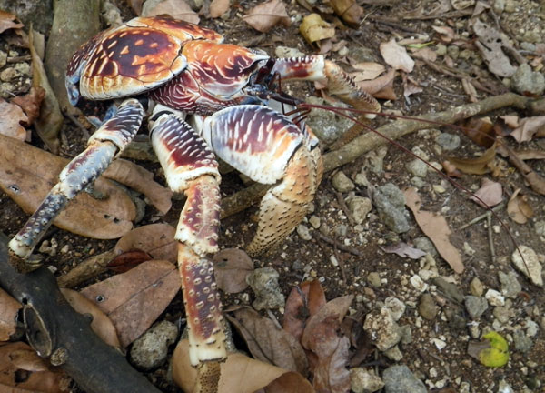 Crabs of Christmas Island (NOTCOT)